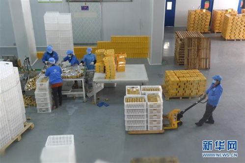 贵州龙里 刺梨加工企业全面复产，产业链焕发新活力